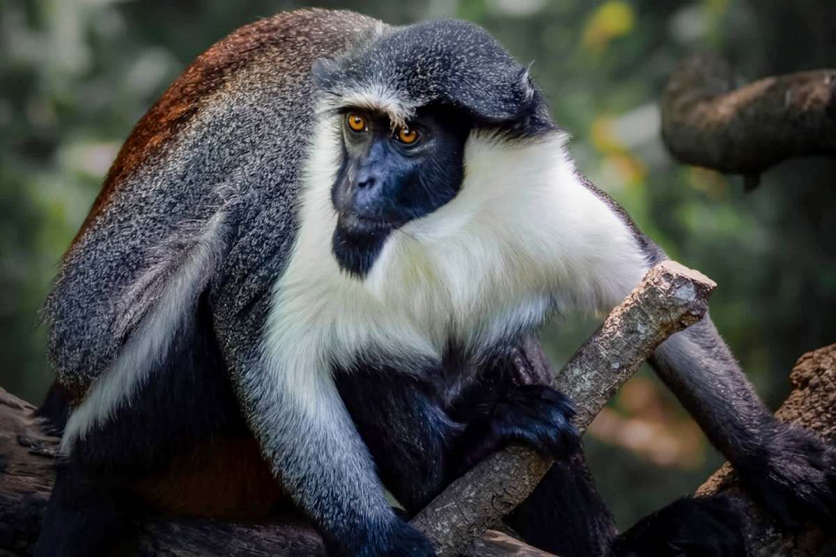 A close-up of a black-and-silver monkey perched on a branch, with striking orange eyes and a snowy white beard.