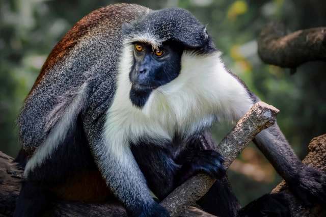 A close-up of a black-and-silver monkey perched on a branch, with striking orange eyes and a snowy white beard.