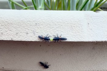 Ladybug larvae on a white plant pot.