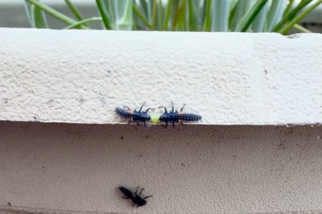 Ladybug larvae on a white plant pot.