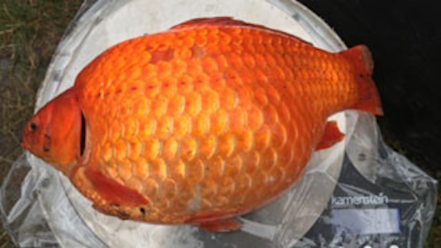 A goldfish around the size of a dinner plate.