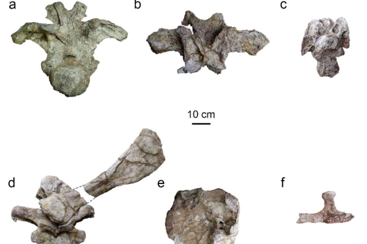 Dinosaur fossils.