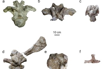Dinosaur fossils.