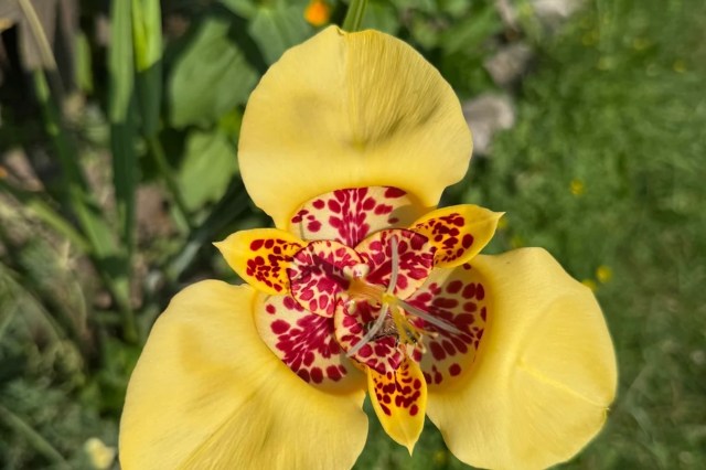 A close-up of a bright yellow flower with red spotted patterns in a lush green garden.