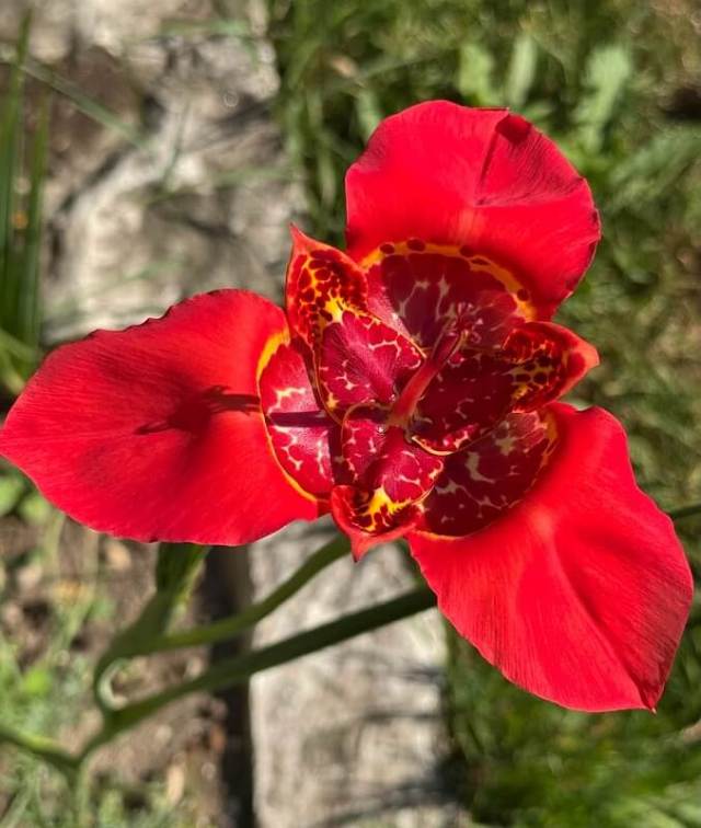 A close-up of a bright yellow flower with red spotted patterns in a lush green garden.