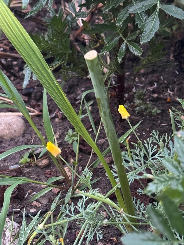A close-up of a bright yellow flower with red spotted patterns in a lush green garden.