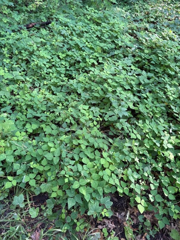 A wide ground covering of a plant that looks like poison ivy.