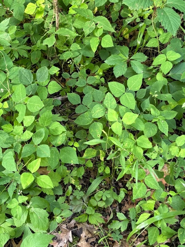 A close-up of the plant.