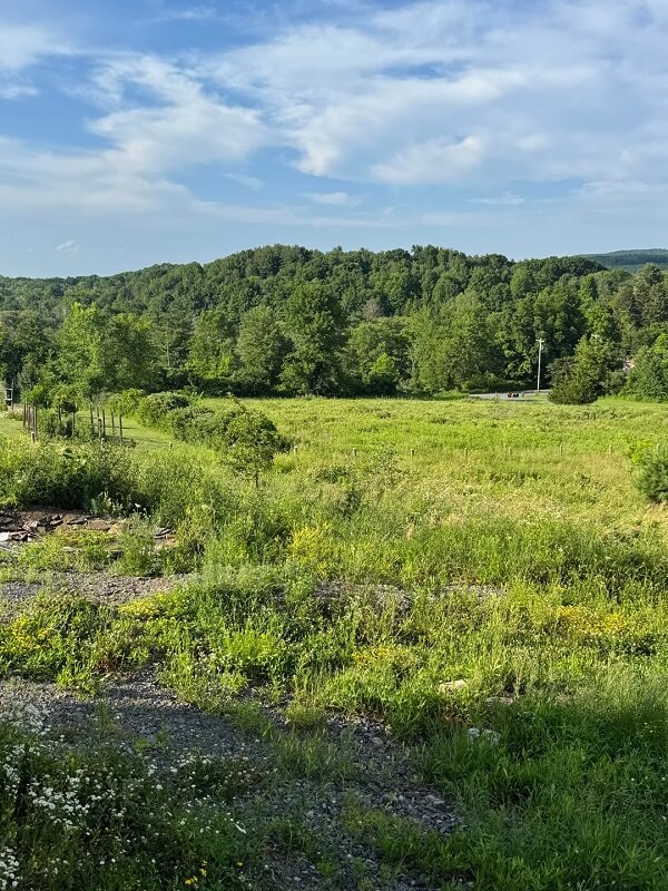 A lush green field with scattered trees and a house in the background under clear blue skies.