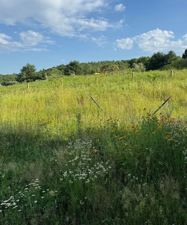 A lush green field with scattered trees and a house in the background under clear blue skies.