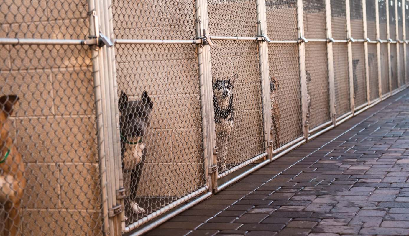 Several dogs are visible in cages, standing behind a chain-link fence in a shelter environment.