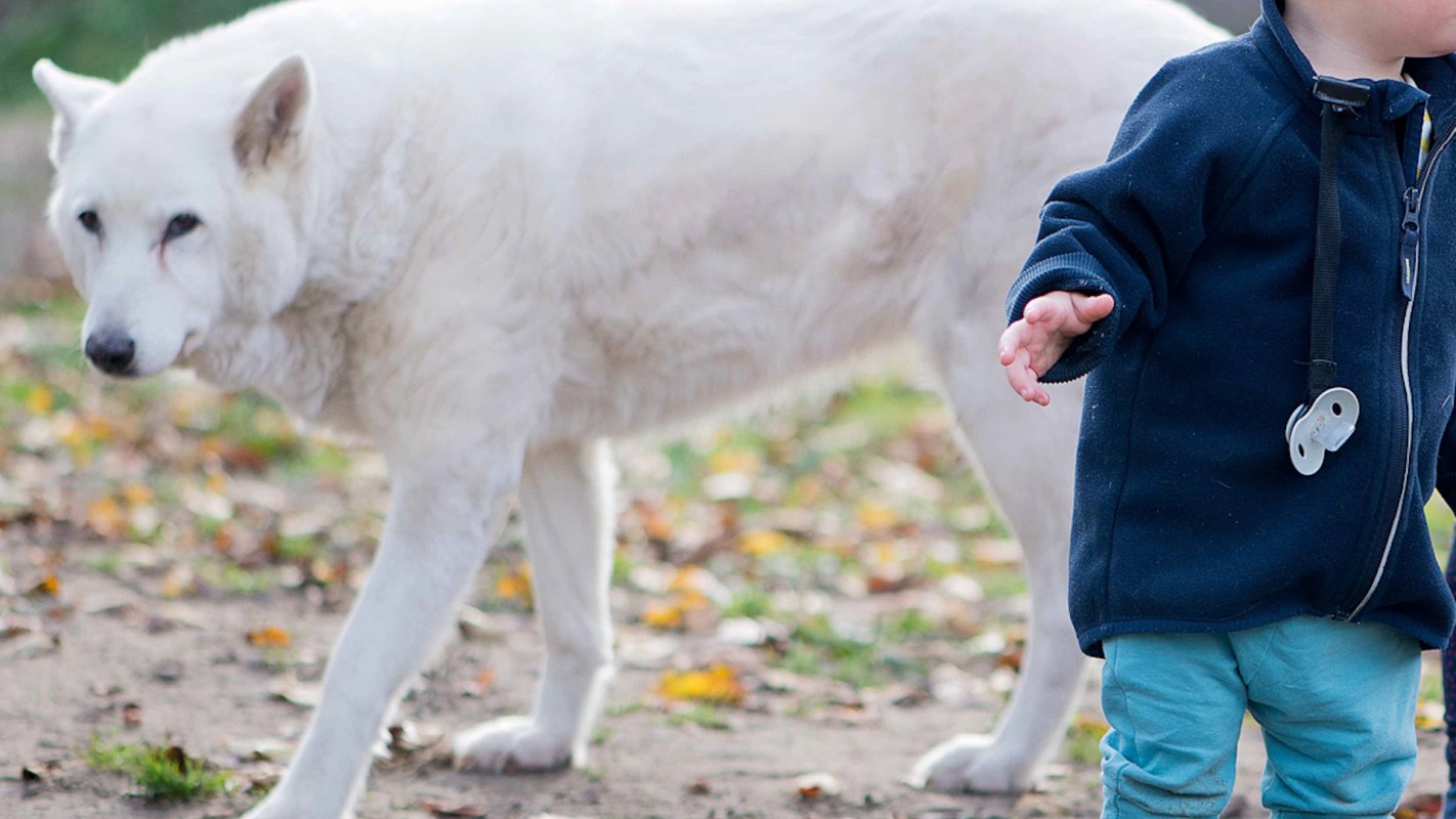 A white dog walks near a small child wearing a navy jacket and light blue pants in a colorful outdoor setting.