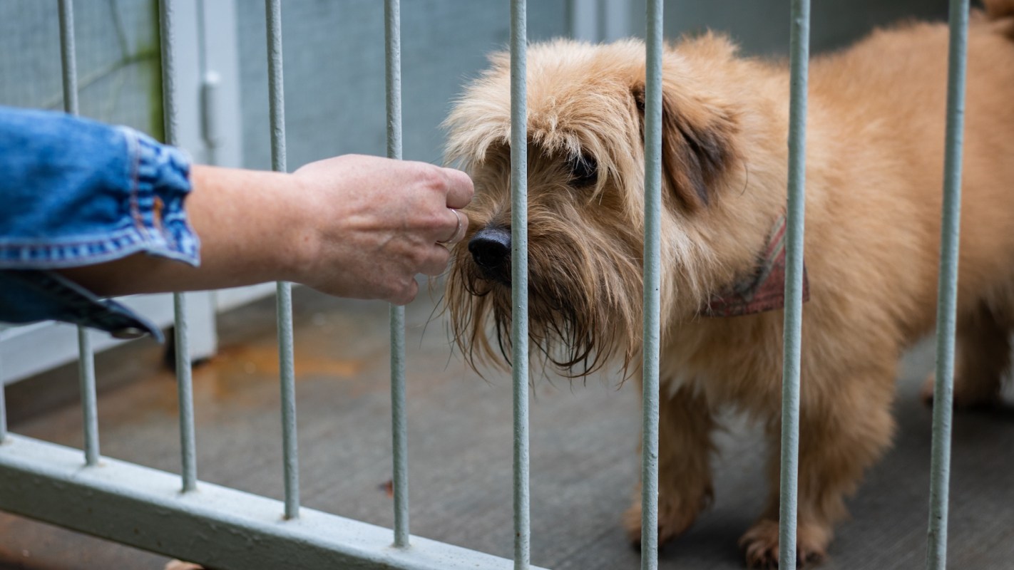 A hand reaches through cage bars to offer food to a curious, fluffy brown dog.