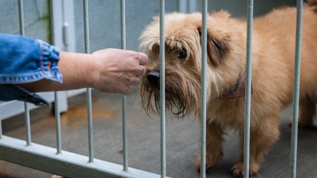 A hand reaches through cage bars to offer food to a curious, fluffy brown dog.