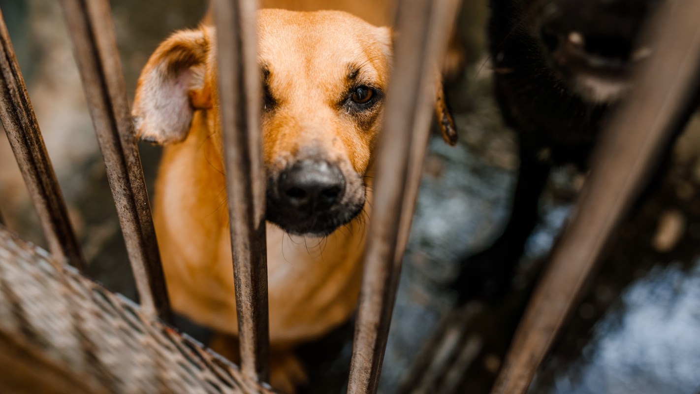 A dog in a cage.