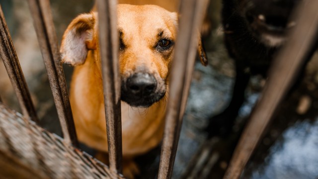 A dog in a cage.
