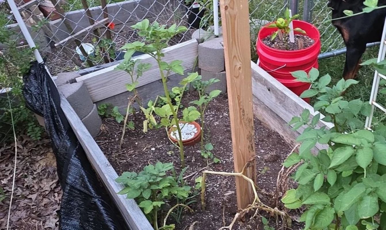 Plants in a garden with a dog's leg in the top right corner.