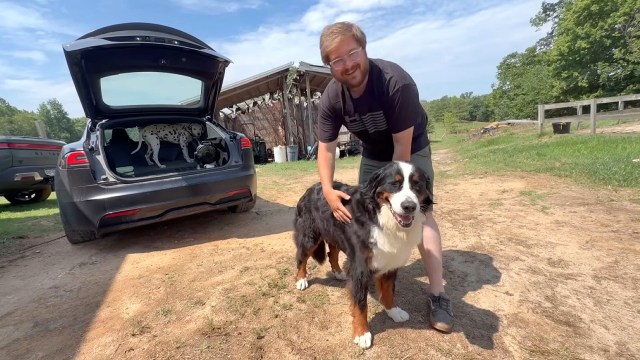 A man pets a happy Bernese Mountain Dog near an open car trunk with a Dalmatian inside.