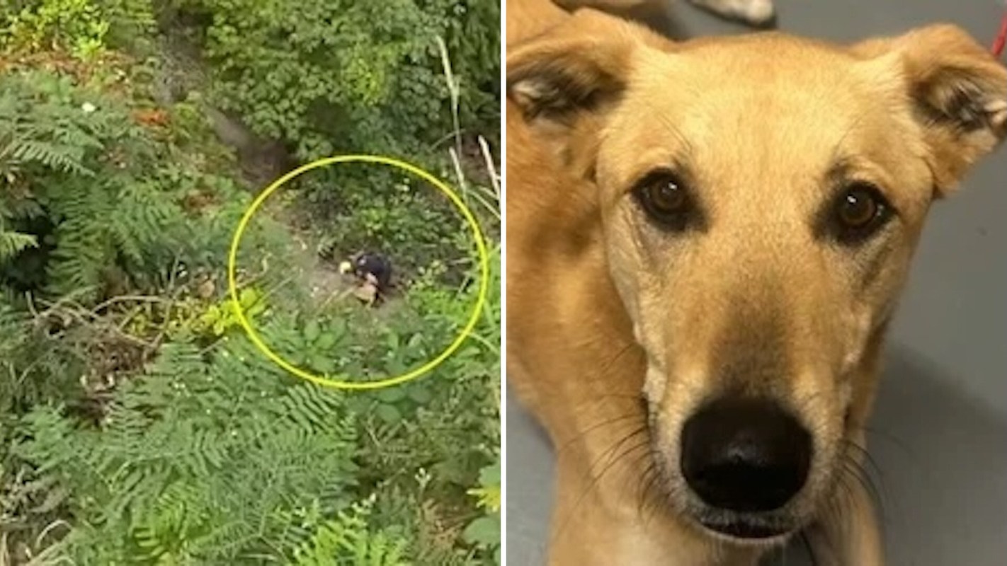 A split image showing a person in a wooded area and a close-up of a golden-brown dog with expressive eyes.