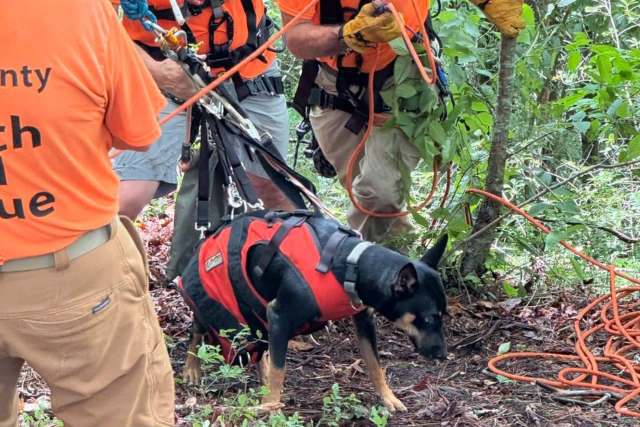 A rescue dog in a harness is surrounded by volunteers.