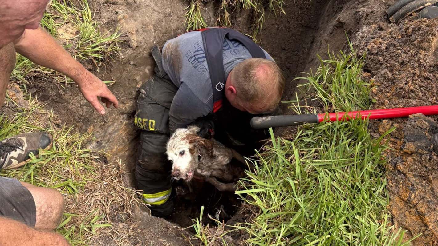 A firefighter rescues a dog from a muddy drainage pipe.