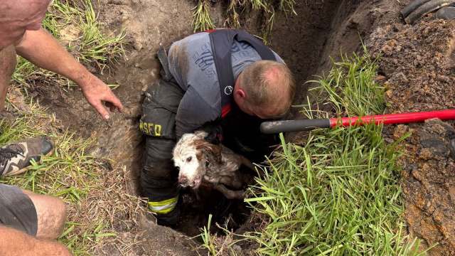A firefighter rescues a dog from a muddy drainage pipe.