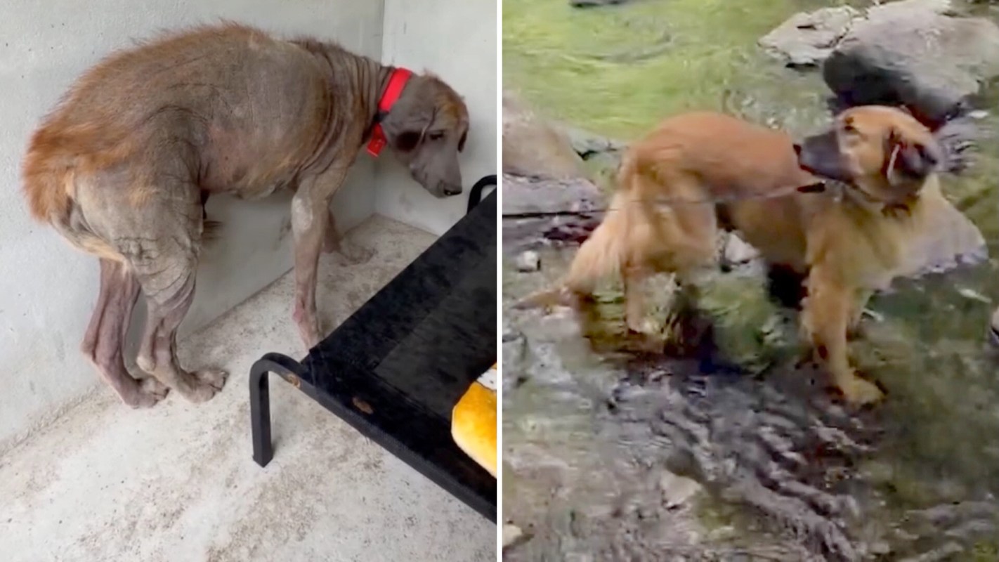 A before-and-after image showing a neglected dog in poor condition and the same dog thriving outdoors by a stream.