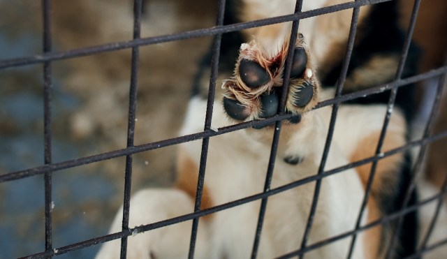 A close-up of a dog's paw reaching through a metal wire cage.