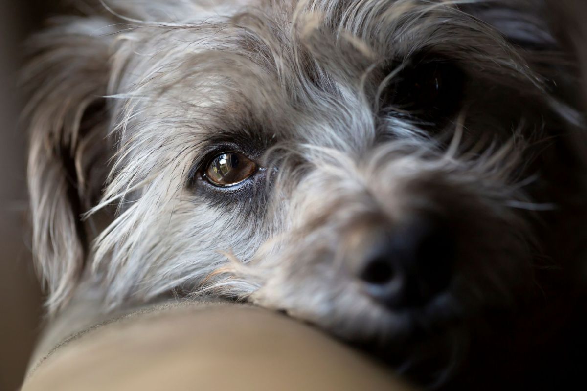 A dog resting its head.