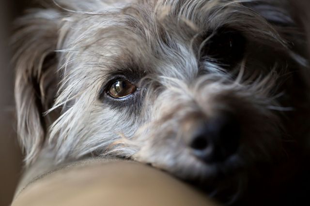A dog resting its head.