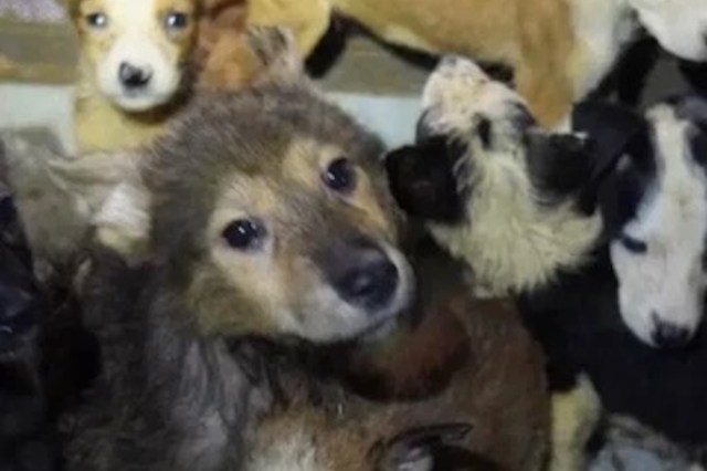 A group of puppies of various colors and breeds nestled together in a cozy indoor space.