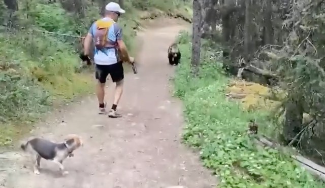A dog off-leash behind a person backing away from a bear.
