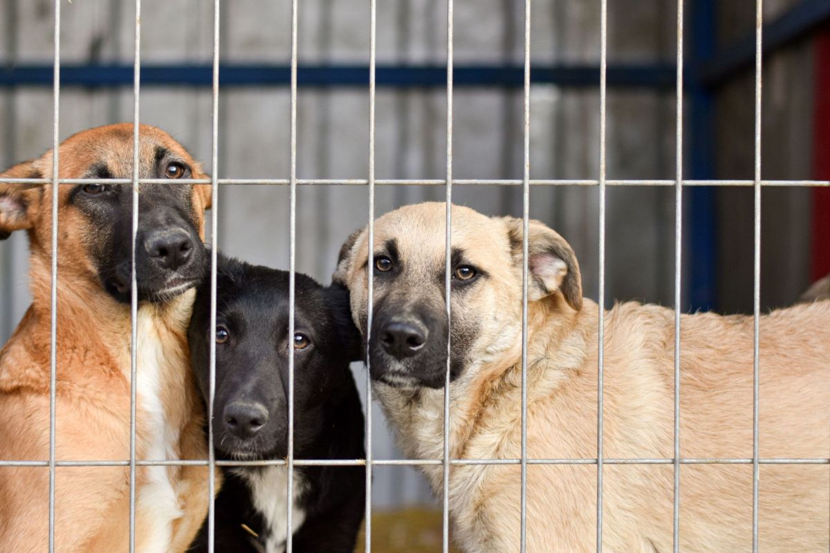 Three dogs peering through the bars of a kennel.