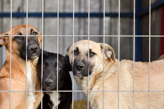 Three dogs peering through the bars of a kennel.