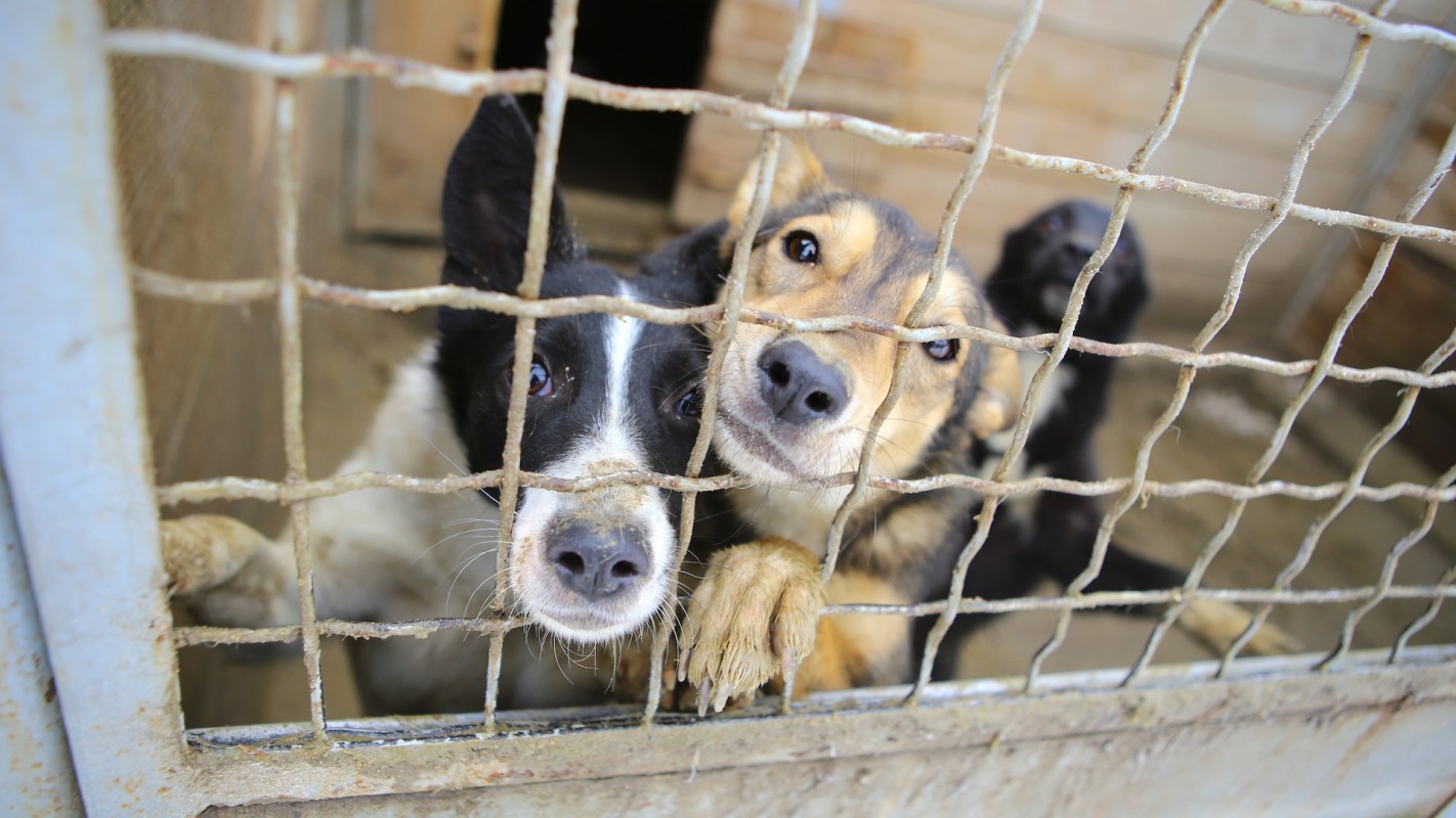 Dogs pressed against a metal cage at a shelter.