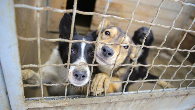 Dogs pressed against a metal cage at a shelter.