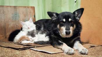 A dog next to sleeping kittens.