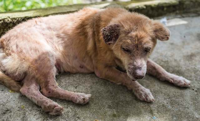 A sickly brown dog resting on a concrete surface with mange, including patches of missing fur and visible skin issues.