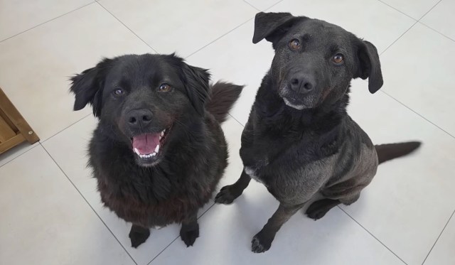 Two dogs, one fluffy black and the other short-haired gray, sit and look at the camera with friendly expressions.
