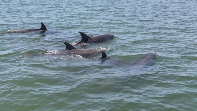 A pod of dolphins.