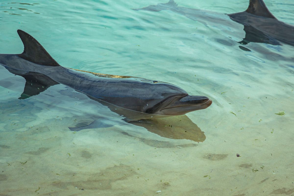 Bottlenose dolphins in shallow water.