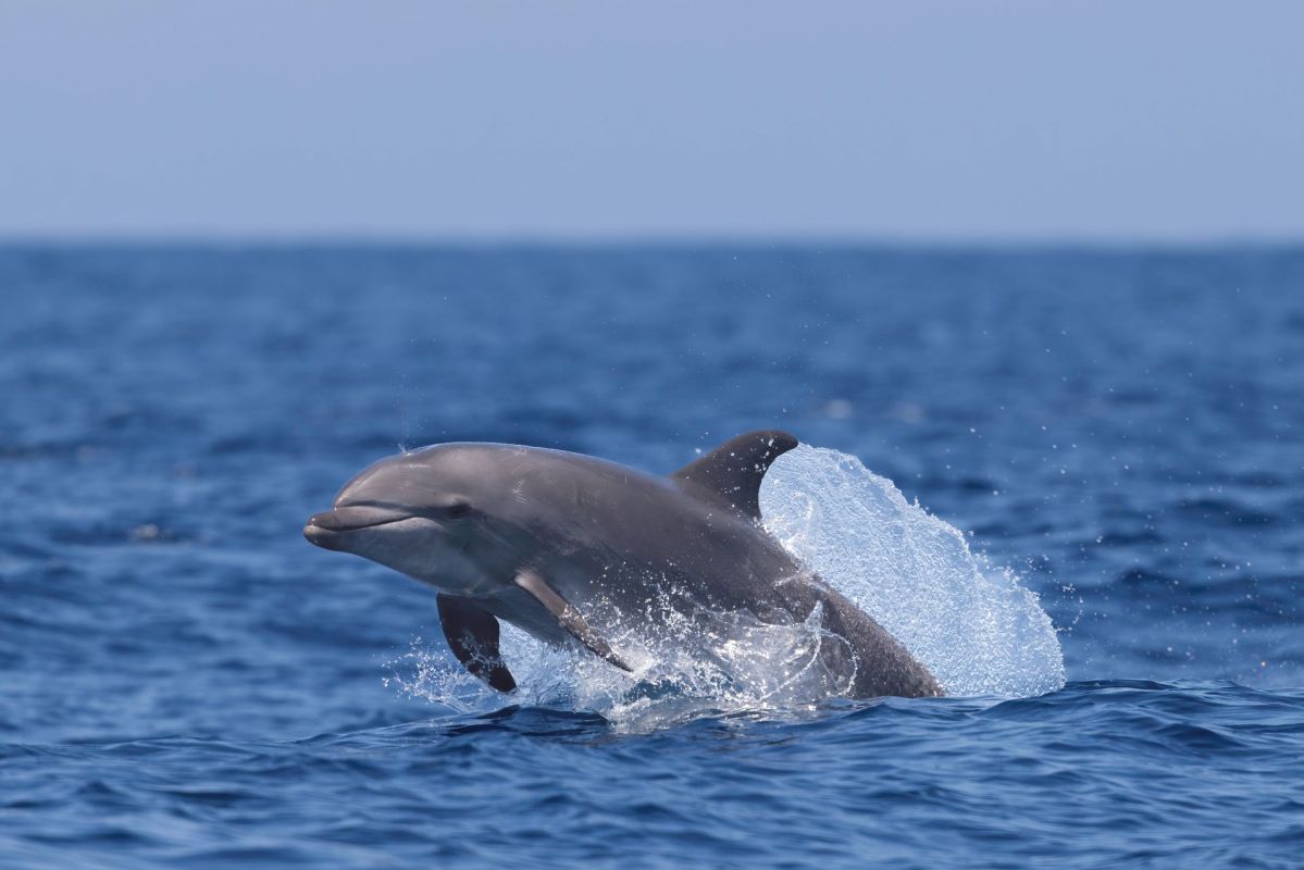 A bottlenose dolphin.