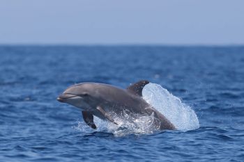 A bottlenose dolphin.