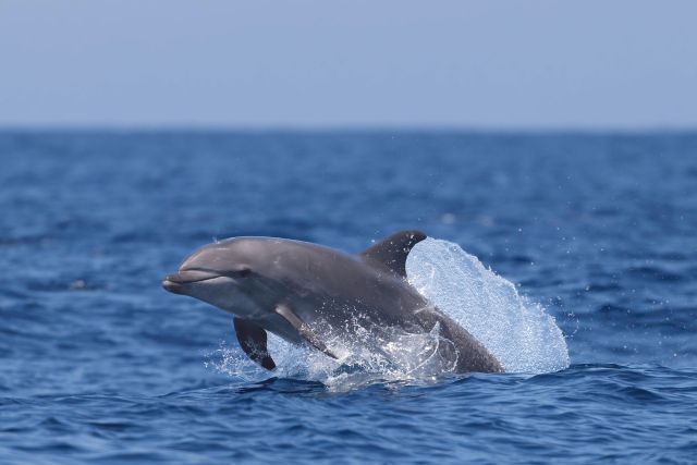A bottlenose dolphin.