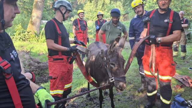 A group of rescue workers assists a donkey in a grassy area, preparing equipment for its safe extraction.