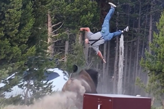 A man is airborne after being charged by a bison near a red storage box in a forested area.
