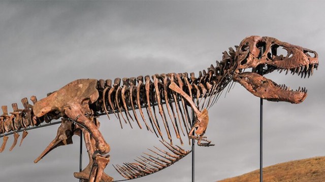 The "Gus" Tyrannosaurus rex skeleton.