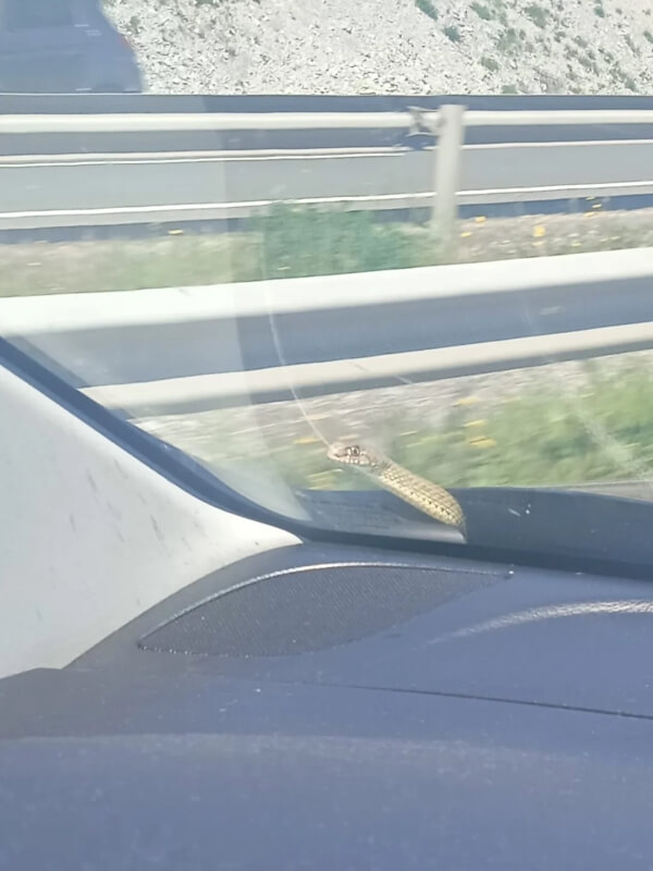 A snake outside a car window.