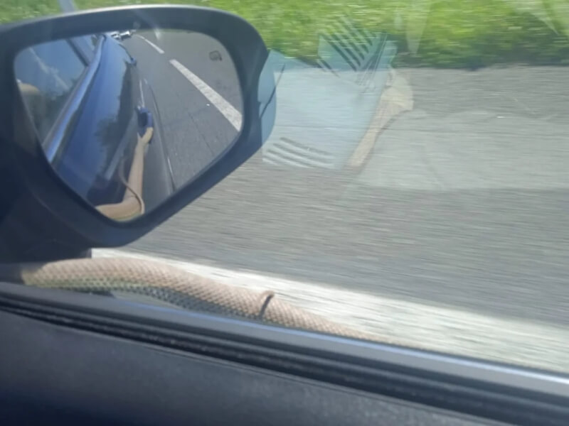 A snake biting a door handle to hang onto a moving car.