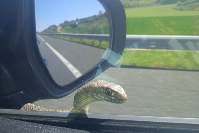 A Montpellier snake peering through a car window.